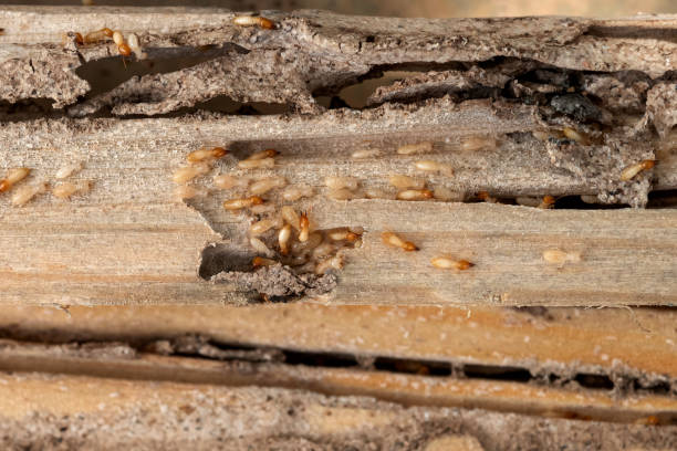Best Termite Control Services  in Armada, MI